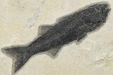 Rock With Three Fossil Fish (Mioplosus) - Wyoming #211164-1